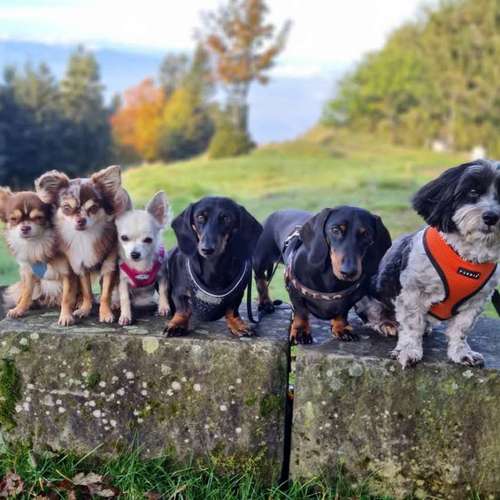 Hundeauslaufgebiet-Hundebetreuung Gommiswald-Bild