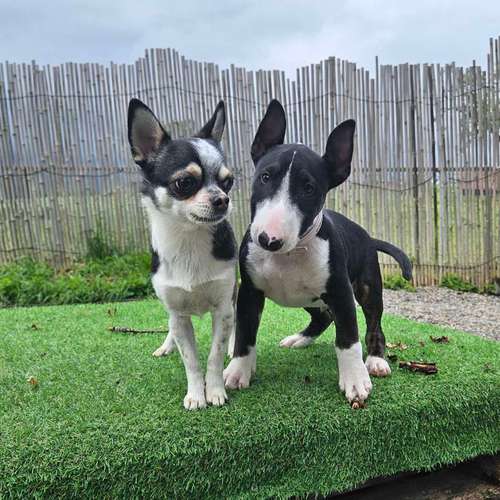 Hundeauslaufgebiet-Hundebetreuung Gommiswald-Bild