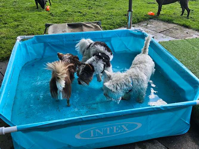 Hundeauslaufgebiet-Hundebetreuung Gommiswald-Bild