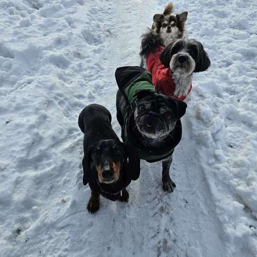 Hundeauslaufgebiet-Hundebetreuung Gommiswald-Bild