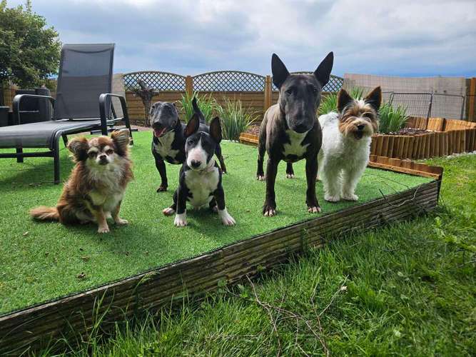 Hundeauslaufgebiet-Hundebetreuung Gommiswald-Bild