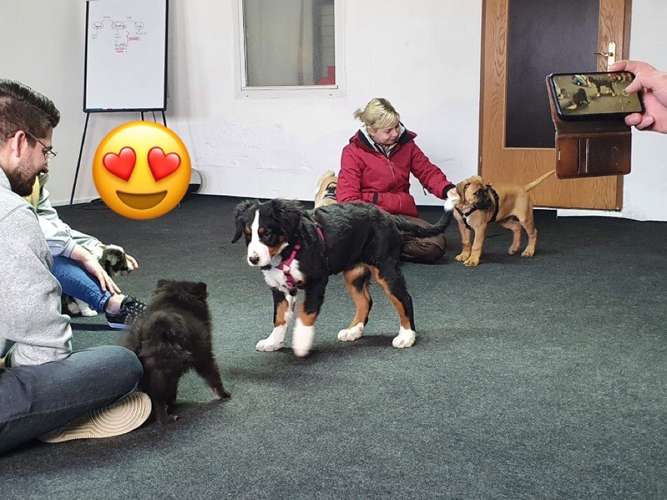 Hundeauslaufgebiet-Hundeschule & Mobiles Hundecoaching Kathrin Wagner-Bild