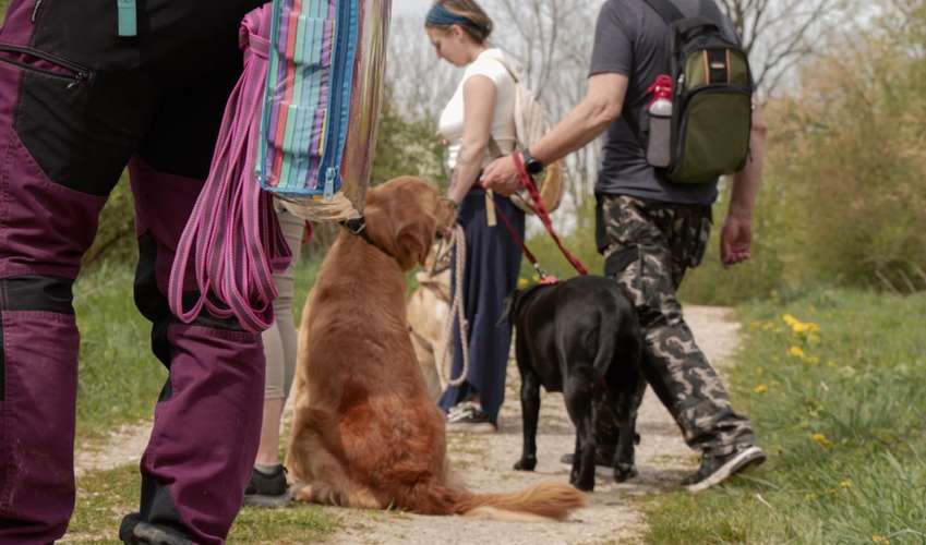 Hundeauslaufgebiet-Onepiece Hundetraining-Bild