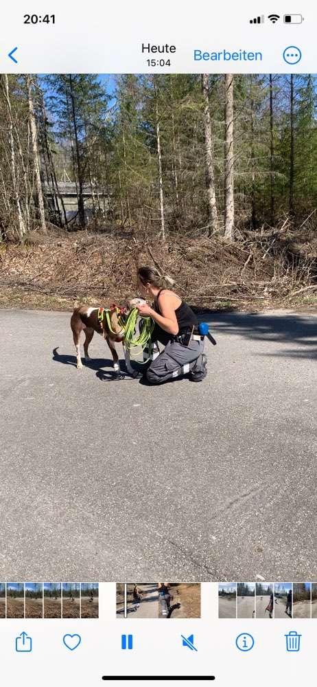 Hundeauslaufgebiet-Onepiece Hundetraining-Bild