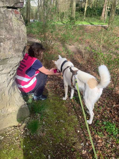 Hundeauslaufgebiet-Onepiece Hundetraining-Bild