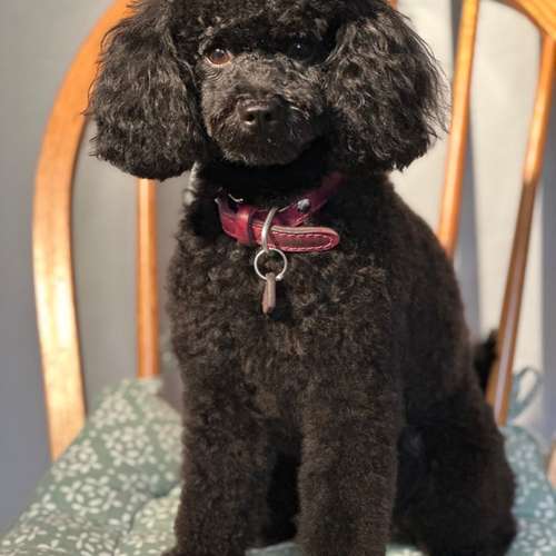 Hundeauslaufgebiet-Engelshunde-Bild