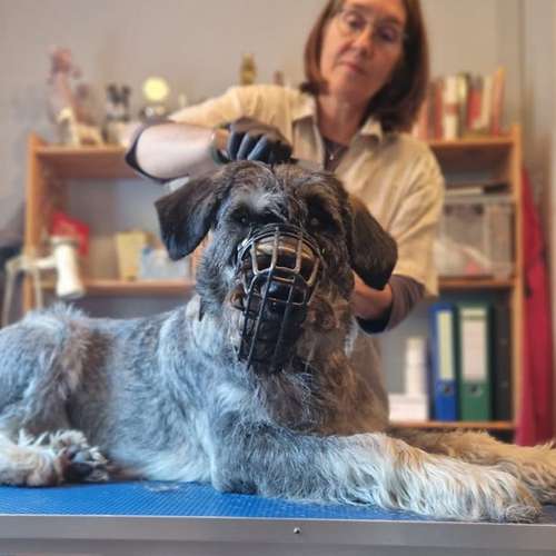 Hundeauslaufgebiet-Engelshunde-Bild