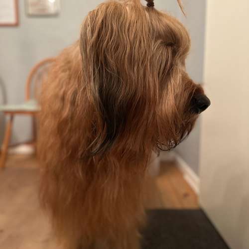 Hundeauslaufgebiet-Engelshunde-Bild