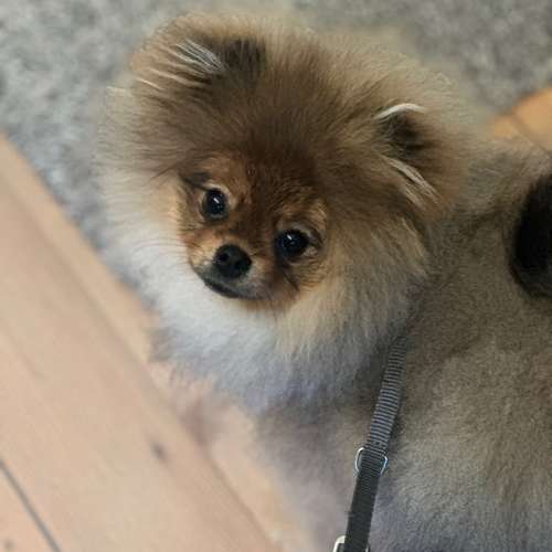 Hundeauslaufgebiet-Engelshunde-Bild