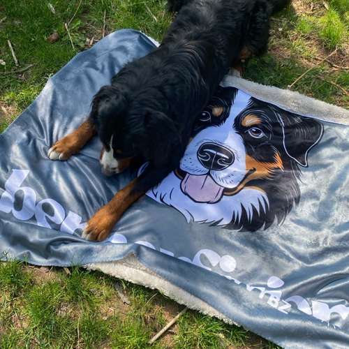 Hundeauslaufgebiet-PawVybz-Bild