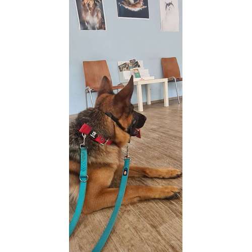Hundeauslaufgebiet-Timm Pistol/ Christiane Heise-Bild