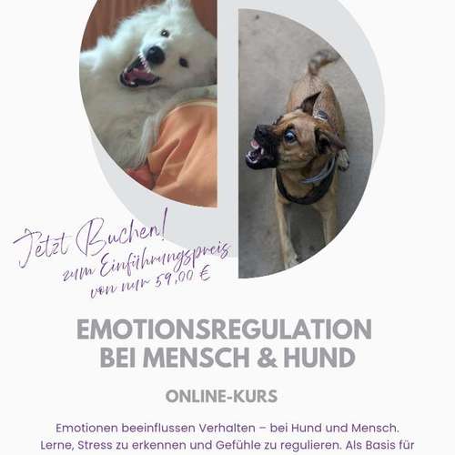 Hundeauslaufgebiet-Pfoten & Partner-Bild