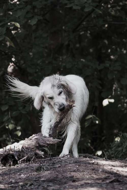 Hundeauslaufgebiet-Lydias Tierfotografie-Bild