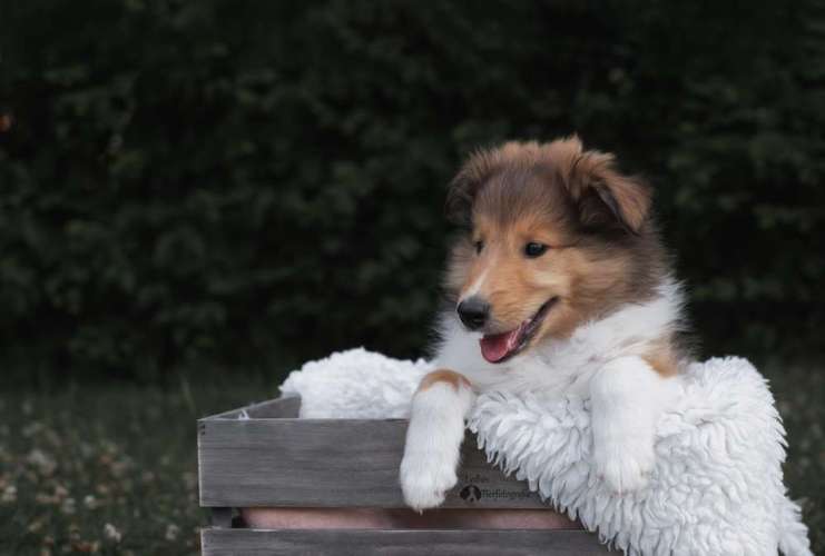 Hundeauslaufgebiet-Lydias Tierfotografie-Bild