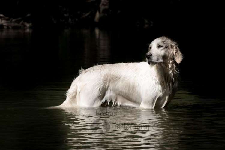 Hundeauslaufgebiet-Lydias Tierfotografie-Bild