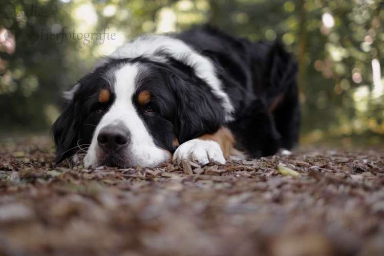 Hundeauslaufgebiet-Lydias Tierfotografie-Bild