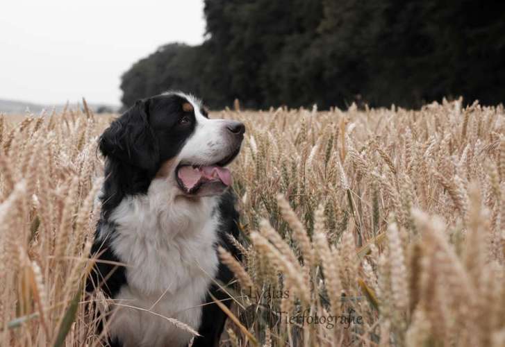 Hundeauslaufgebiet-Lydias Tierfotografie-Bild