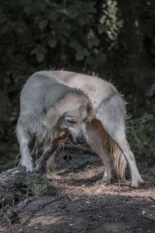 Hundeauslaufgebiet-Lydias Tierfotografie-Bild