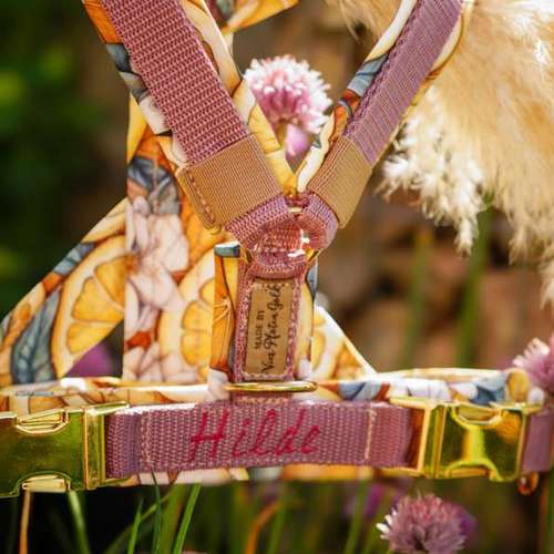 Hundeauslaufgebiet-Vierpfotengold.de-Bild