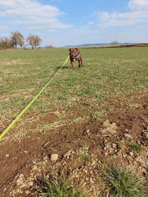 Hundeauslaufgebiet-Hundesitting Neuwied und Umgebung-Bild