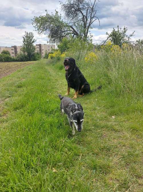 Hundeauslaufgebiet-Hundesitting Neuwied und Umgebung-Bild