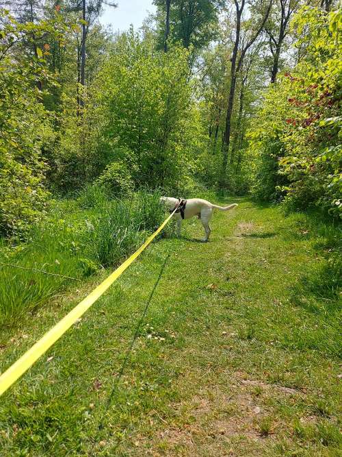 Hundeauslaufgebiet-Hundesitting Neuwied und Umgebung-Bild