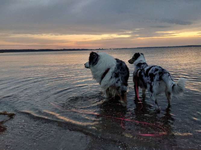 Hundeauslaufgebiet-Hundeschule CD Traumhund-Bild