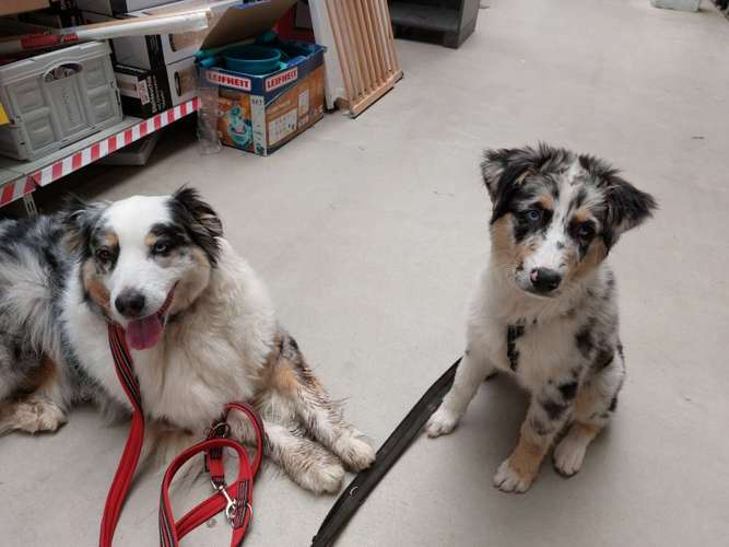 Hundeauslaufgebiet-Hundeschule CD Traumhund-Bild