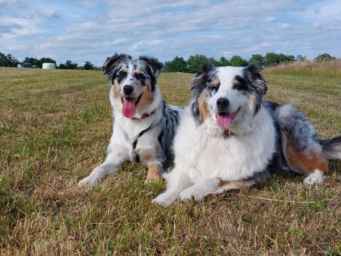 Hundeauslaufgebiet-Hundeschule CD Traumhund-Bild