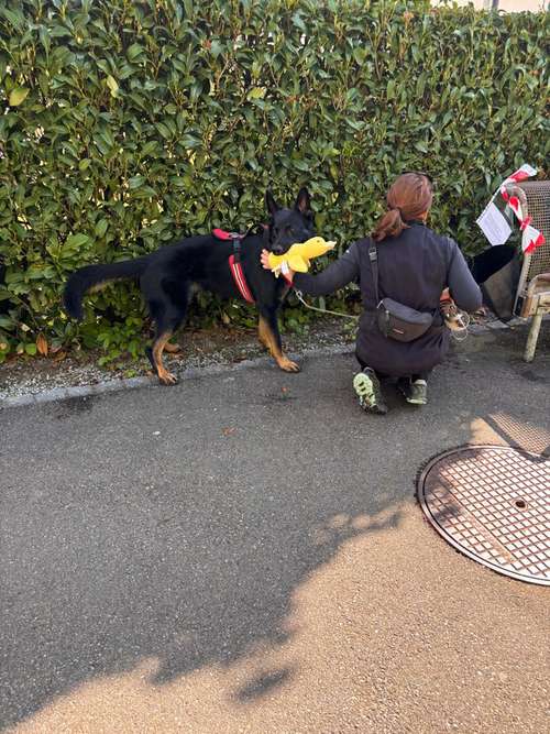 Hundeauslaufgebiet-Pfotenperspektive-Bild