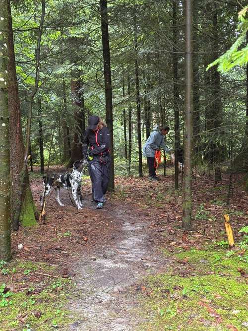 Hundeauslaufgebiet-Pfotenperspektive-Bild
