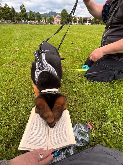 Hundeauslaufgebiet-Pfotenperspektive-Bild