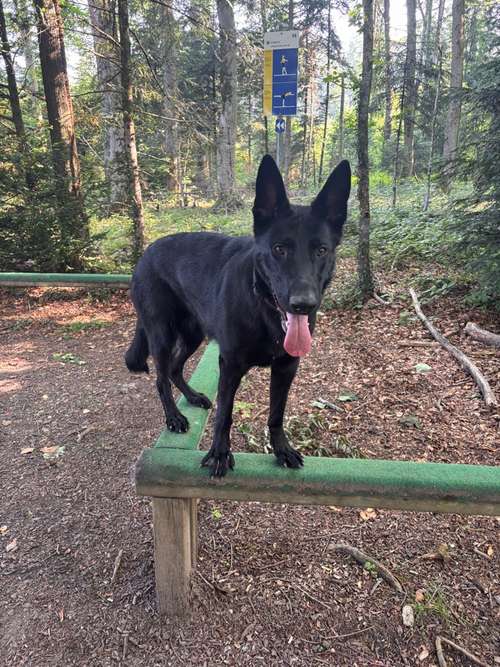 Hundeauslaufgebiet-Pfotenperspektive-Bild