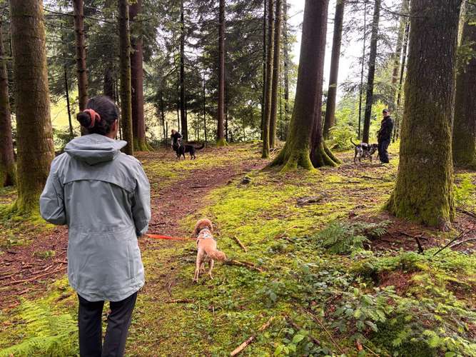 Hundeauslaufgebiet-Pfotenperspektive-Bild