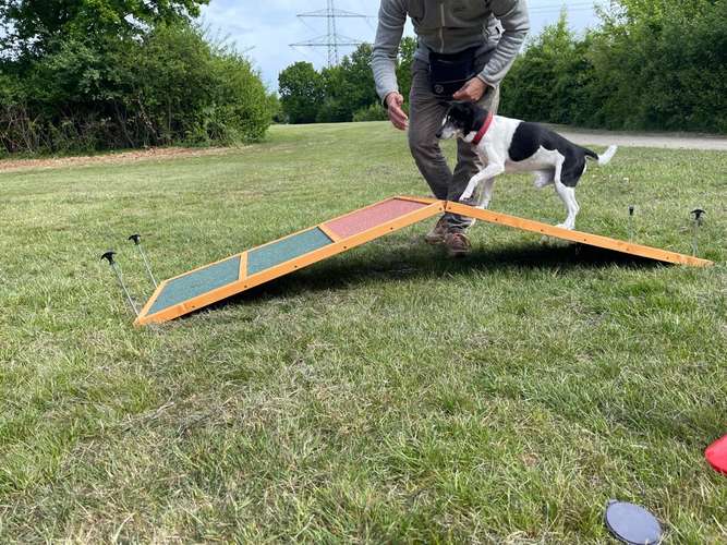 Hundeauslaufgebiet-Hundeschule Tierisch Clever-Bild