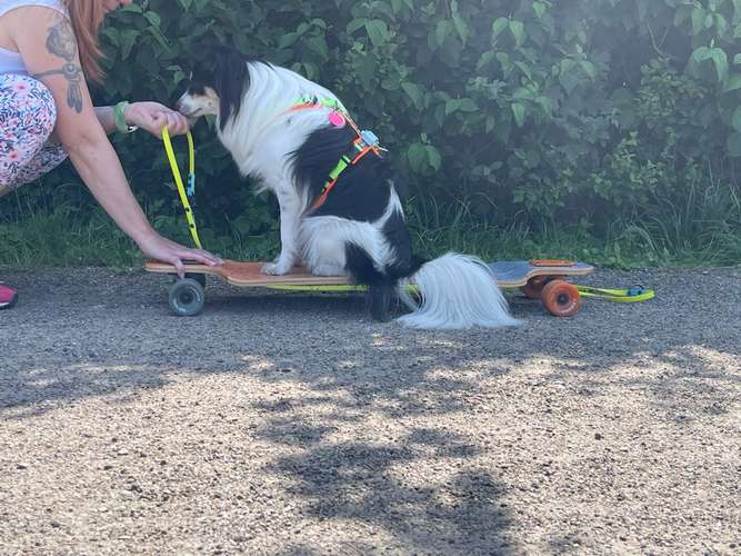 Hundeauslaufgebiet-Hundeschule Tierisch Clever-Bild