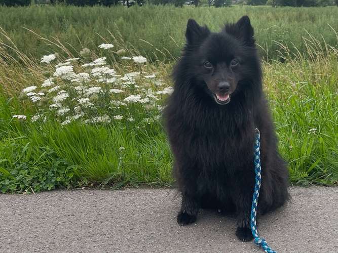 Hundeauslaufgebiet-Hundeschule Tierisch Clever-Bild