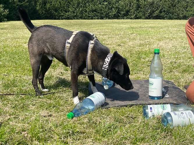 Hundeauslaufgebiet-Hundeschule Tierisch Clever-Bild