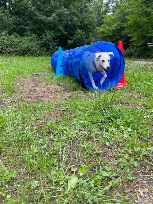 Hundeauslaufgebiet-Hundeschule Tierisch Clever-Bild