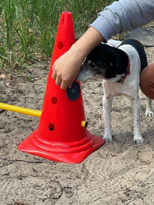 Hundeauslaufgebiet-Hundeschule Tierisch Clever-Bild