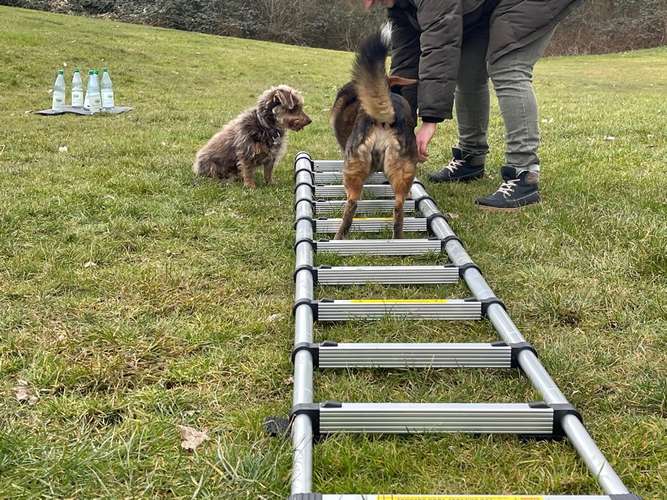 Hundeauslaufgebiet-Hundeschule Tierisch Clever-Bild