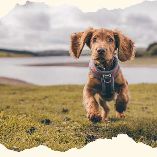 Hundeauslaufgebiet-Pfotenfreunde-Bild