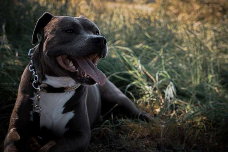 Hundeauslaufgebiet-Pfotenfreunde-Bild