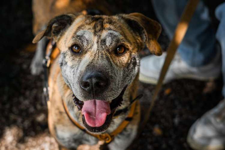 Hundeauslaufgebiet-Pfotenfreunde-Bild