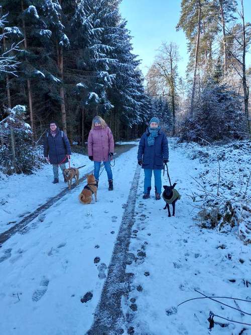 Hundeauslaufgebiet-Bodenseedogs-Bild