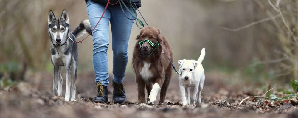 Hundeauslaufgebiet-Tewen Leven - Julia Schmidt-Bild