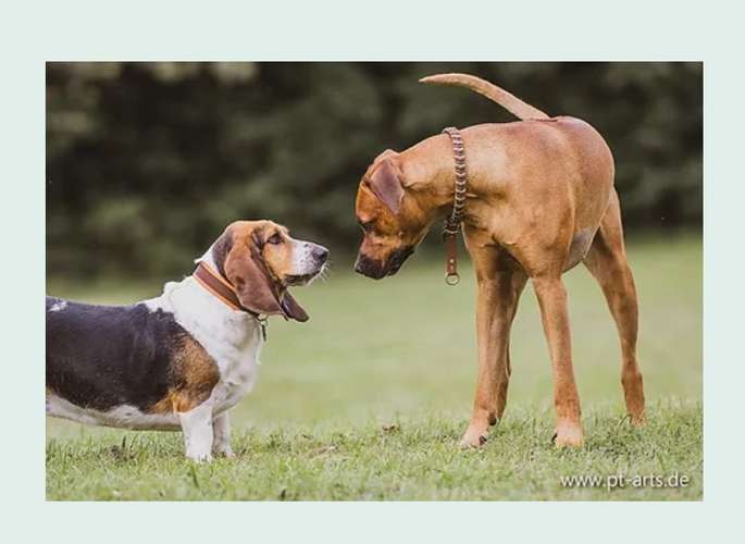 Hundeauslaufgebiet-Wolf's Instinkte - Deine Hundeschule-Bild