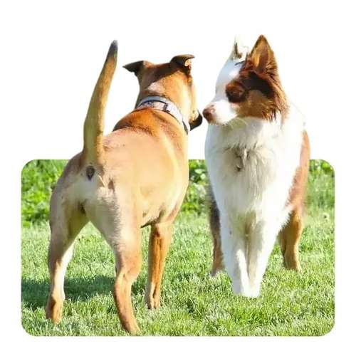 Hundeauslaufgebiet-Wolf's Instinkte - Deine Hundeschule-Bild