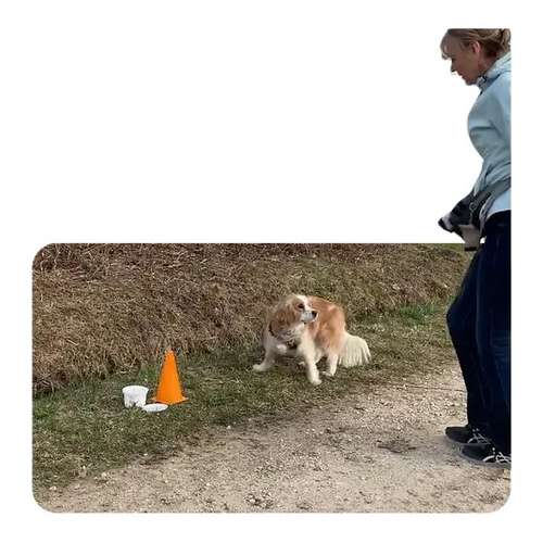Hundeauslaufgebiet-Wolf's Instinkte - Deine Hundeschule-Bild