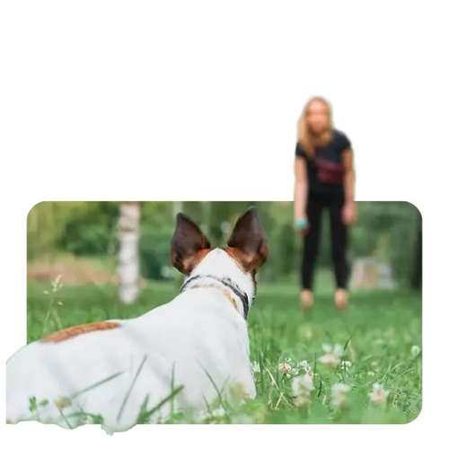 Hundeauslaufgebiet-Wolf's Instinkte - Deine Hundeschule-Bild